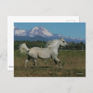 Bob Langrish Gray Arab Running Mountain Hintergrun Postkarte