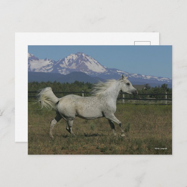 Bob Langrish Gray Arab Running Mountain Hintergrun Postkarte (Vorne/Hinten)