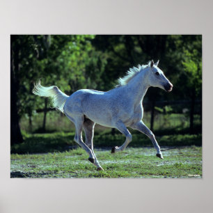 Bob Langrish   Gray Thoroughbred Stallion Running Poster