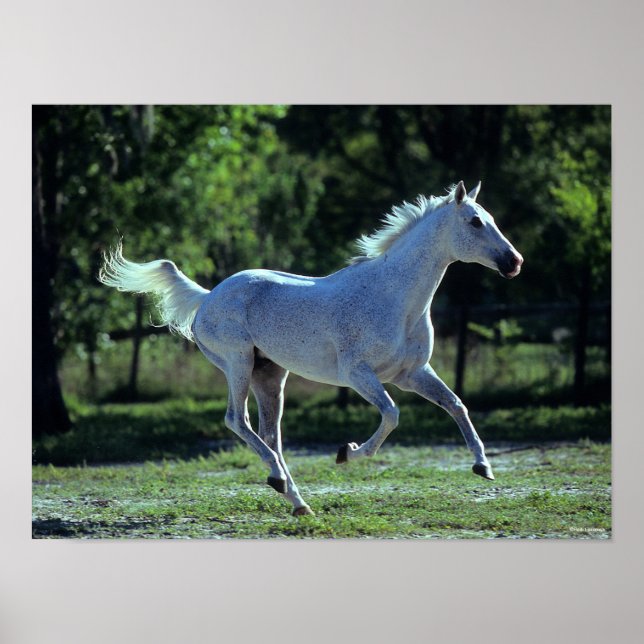 Bob Langrish | Gray Thoroughbred Stallion Running Poster (Vorne)