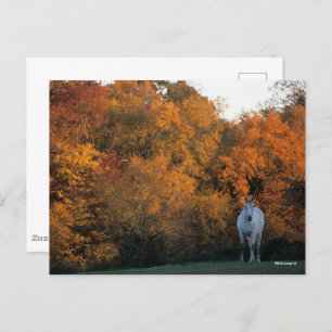Bob Langrish Gray Warmblut Pferd Stehend Herbst Postkarte