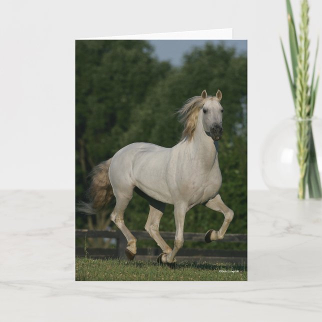 Bob Langrish | Grey Andalucian Running Karte (Vorderseite)