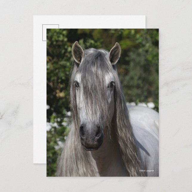 Bob Langrish | Grey Andalucian Stallion headshot Postkarte (Vorne/Hinten)