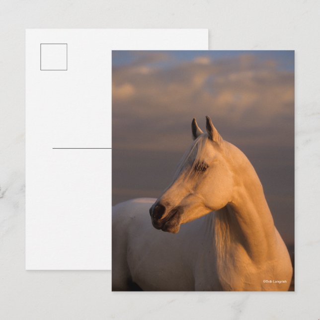 Bob Langrish | Grey Arab Headshot Evening Light Postkarte (Vorne/Hinten)