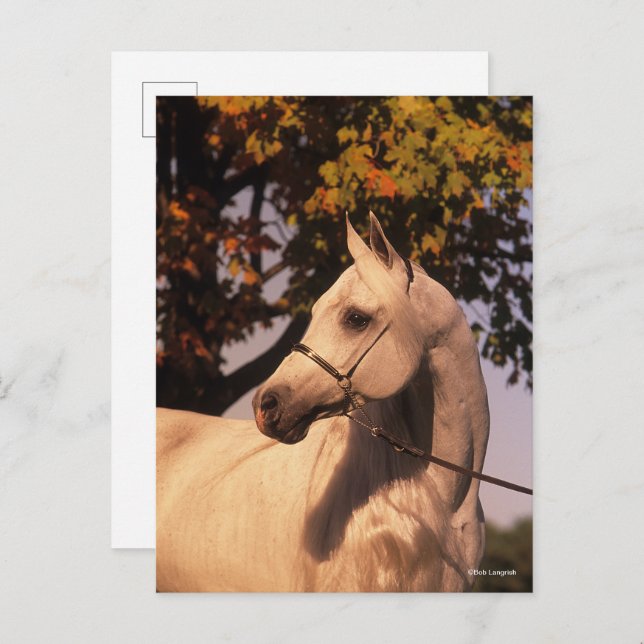 Bob Langrish | Grey Arab Stallion Headshot 4 Postkarte (Vorne/Hinten)