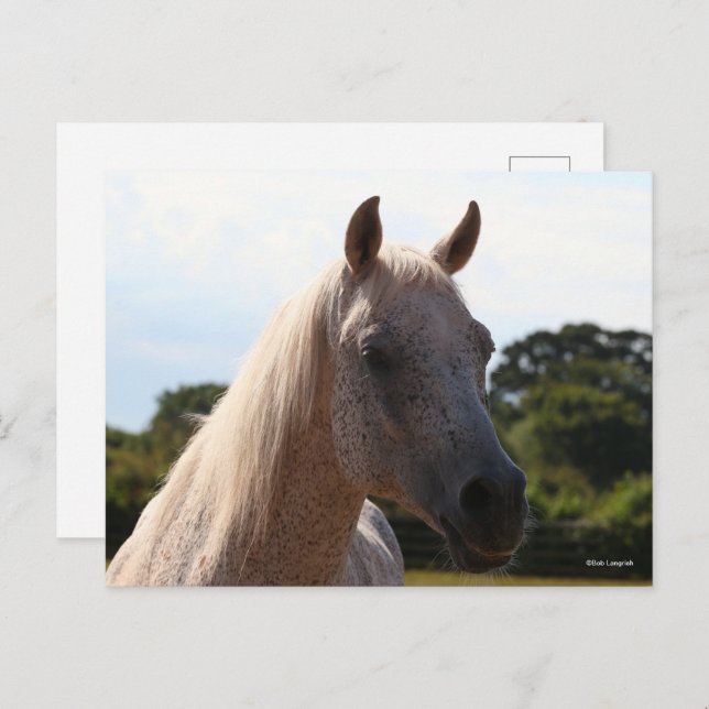 Bob Langrish | Grey Arab Stallion Headshot Backlit Postkarte (Vorne/Hinten)