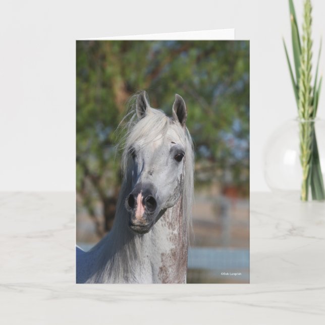 Bob Langrish | Grey Arab Stallion Headshot Karte (Vorderseite)