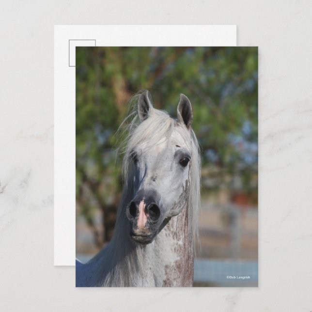 Bob Langrish | Grey Arab Stallion Headshot Postkarte (Vorne/Hinten)
