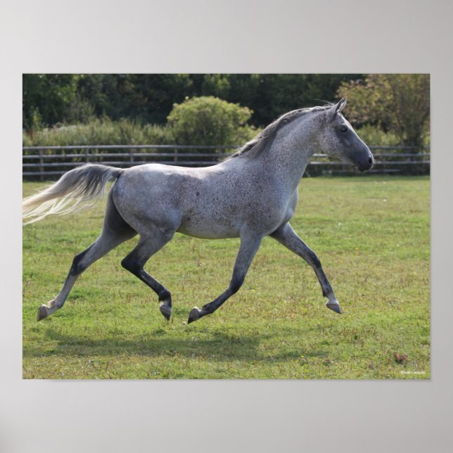 Bob Langrish | Grey Arab Stallion Running Backlit Poster (Vorne)
