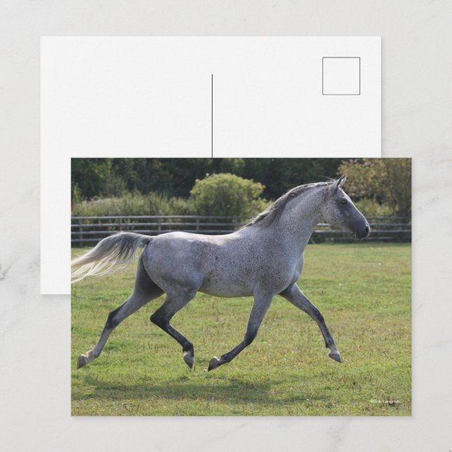 Bob Langrish | Grey Arab Stallion Running Backlit Postkarte (Vorne/Hinten)