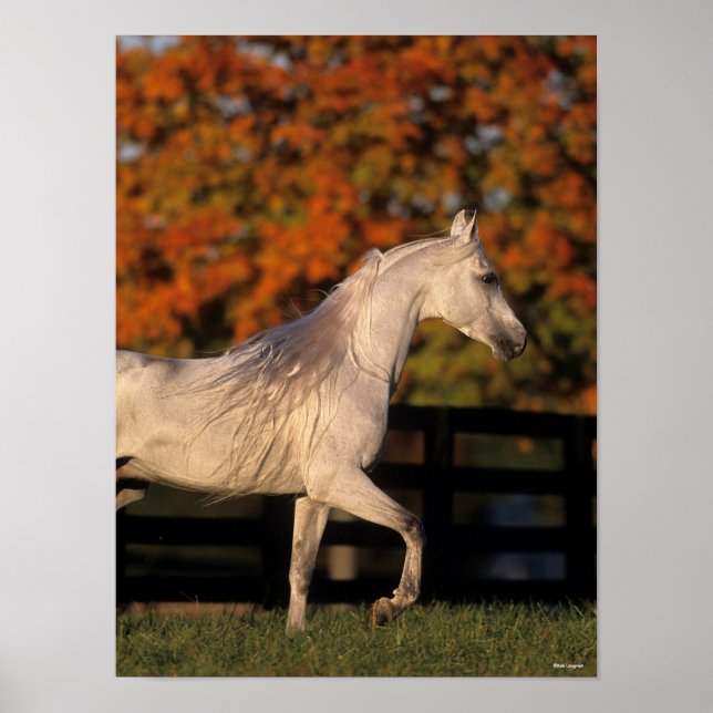 Bob Langrish | Grey Arab Stallion Walking Autumn Poster (Vorne)