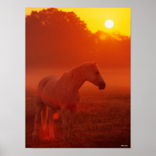 Bob Langrish Grey Arab Standing at Sunset Poster