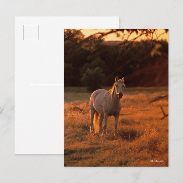 Bob Langrish | Grey Arab Standing at Sunset Postkarte (Vorne/Hinten)