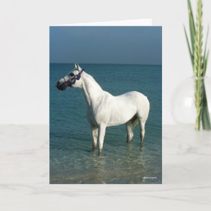 Bob Langrish   Grey Arab Standing In The Sea Karte