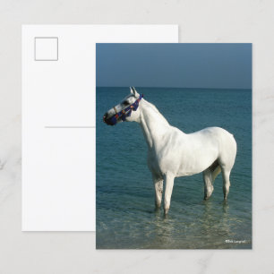 Bob Langrish   Grey Arab Standing In The Sea Postkarte