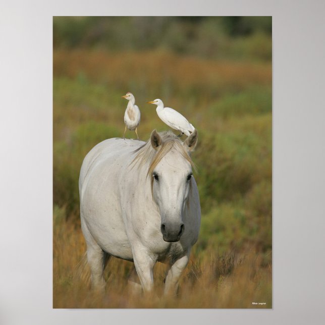 Bob Langrish | Grey Camargue Horse with Two Birds Poster (Vorne)