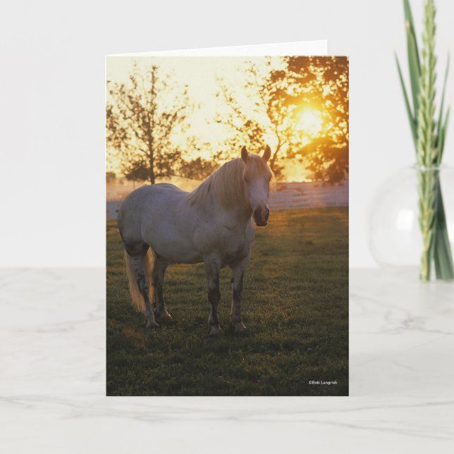 Bob Langrish | Grey Percheron Standing In Sunset Karte (Vorderseite)
