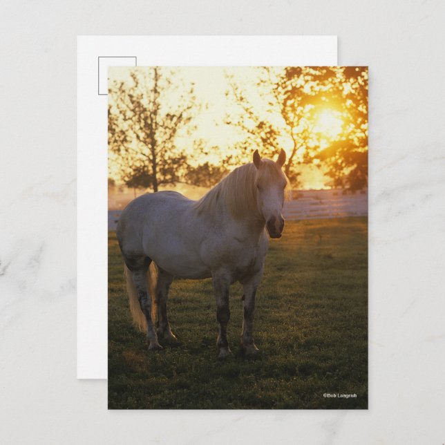 Bob Langrish | Grey Percheron Standing In Sunset Postkarte (Vorne/Hinten)
