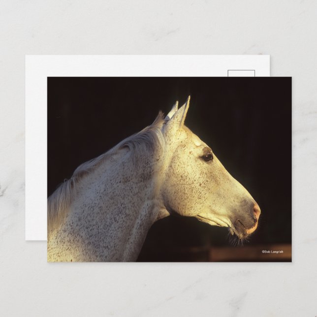 Bob Langrish | Grey Thoroughbred Stallion Headshot Postkarte (Vorne/Hinten)