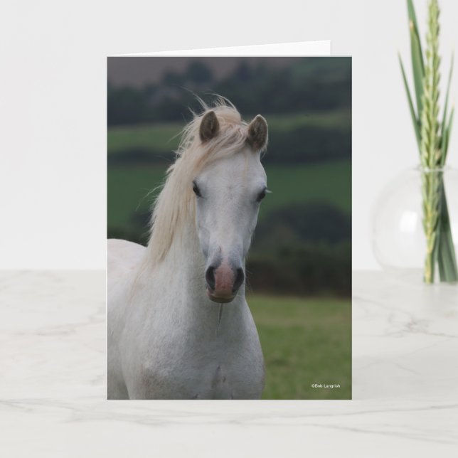 Bob Langrish | Grey Welsh Pony Headshot Karte (Vorderseite)