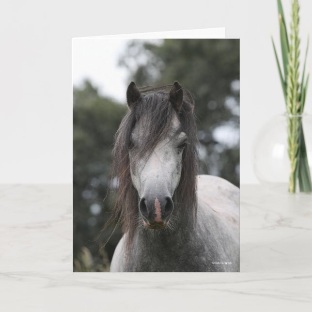 Bob Langrish | Grey Welsh Pony Headshot Karte (Vorderseite)