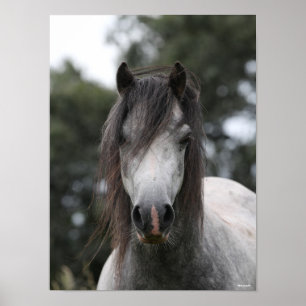 Bob Langrish   Grey Welsh Pony Headshot Poster