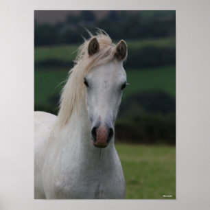 Bob Langrish   Grey Welsh Pony Headshot Poster