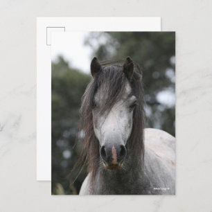 Bob Langrish   Grey Welsh Pony Headshot Postkarte