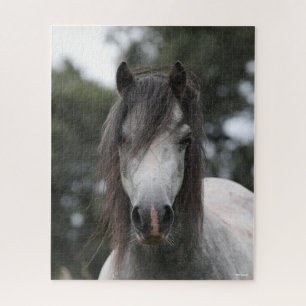 Bob Langrish   Grey Welsh Pony Headshot Puzzle