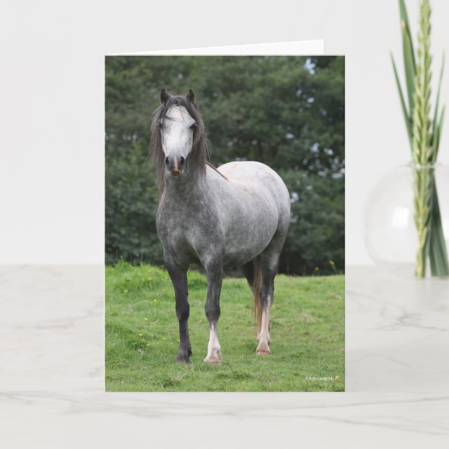 Bob Langrish | Grey Welsh Pony Stehend Karte (Vorderseite)
