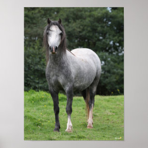 Bob Langrish   Grey Welsh Pony Stehend Poster