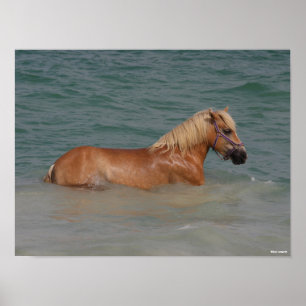 Bob Langrish   Haflinger Pferd schwimmen im Meer Poster