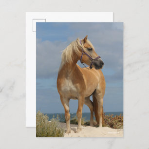 Bob Langrish   Haflinger Stehend am Strand Postkarte