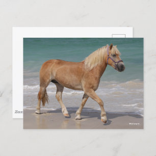 Bob Langrish   Haflinger Walking am Strand Postkarte