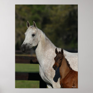 Bob Langrish   Headshot "Arab Mare and Foath" Poster
