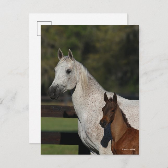 Bob Langrish | Headshot "Arab Mare and Foath" Postkarte (Vorne/Hinten)