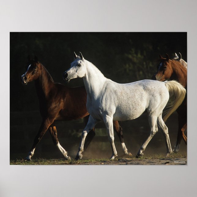 Bob Langrish | Herd Arab Mares Walking Poster (Vorne)