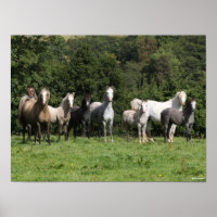 Bob Langrish | Herd der walisischen Ponys Stehend