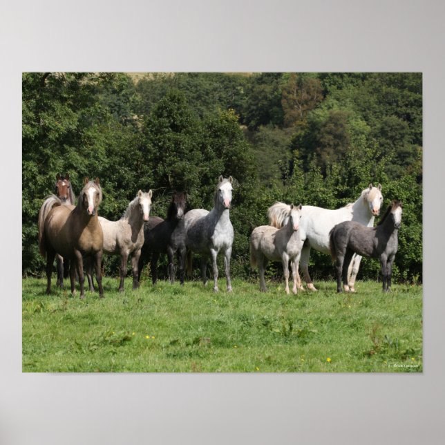 Bob Langrish | Herd der walisischen Ponys Stehend Poster (Vorne)