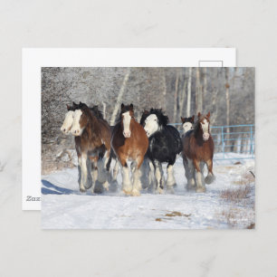 Bob Langrish   Herde von Clydesdales im Schnee Postkarte