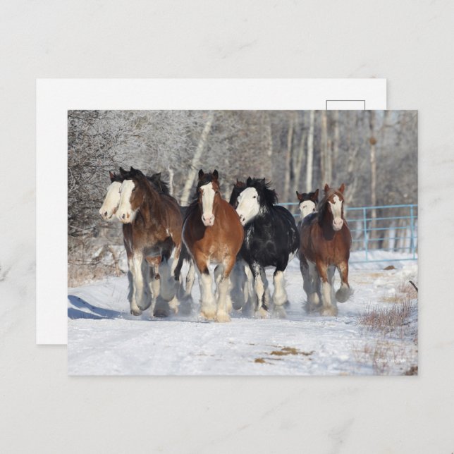 Bob Langrish | Herde von Clydesdales im Schnee Postkarte (Vorne/Hinten)