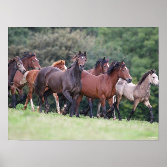 Bob Langrish | Herde walisischer Ponys in Field Poster (Vorne)