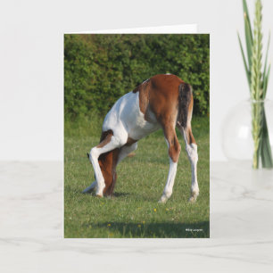 Bob Langrish   Irish Sport Horse Foal Grazing Karte