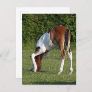 Bob Langrish   Irish Sport Horse Foal Grazing Postkarte