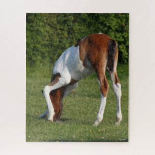 Bob Langrish   Irish Sport Horse Foal Grazing Puzzle