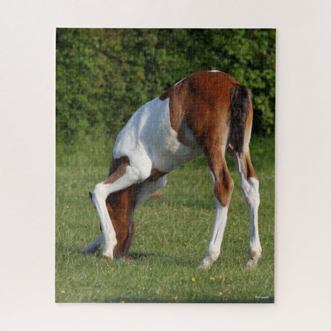 Bob Langrish | Irish Sport Horse Foal Grazing Puzzle (Vertikal)