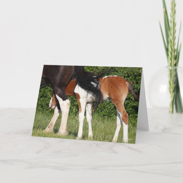 Bob Langrish | Irish Sport Horse Foal Hiding Karte (Vorderseite)