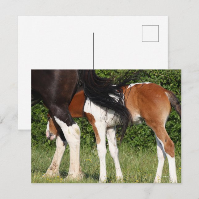 Bob Langrish | Irish Sport Horse Foal Hiding Postkarte (Vorne/Hinten)
