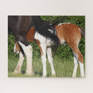 Bob Langrish   Irish Sport Horse Foal Hiding Puzzle