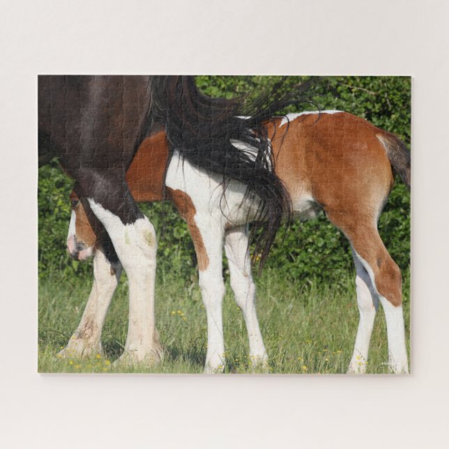 Bob Langrish | Irish Sport Horse Foal Hiding Puzzle (Horizontal)